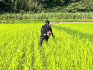 田んぼ